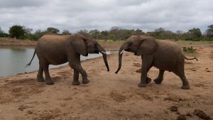 Pare und Karisa (c) Sheldrick Wildlife Trust