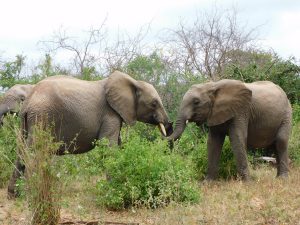 Rapa und Malima (c) Sheldrick Wildlife Trust