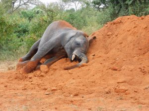 Sapalan (c) Sheldrick Wildlife Trust