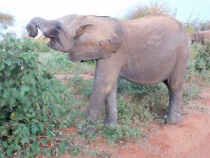 Sattao (c) Sheldrick Wildlife Trust