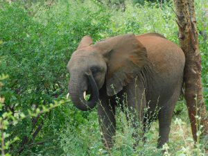 Sattao (c) Sheldrick Wildlife Trust