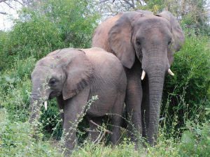 Suguta und Dololo (c) Sheldrick Wildlife Trust