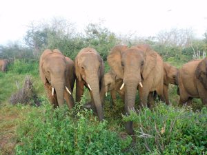 V.l.n.r.: Turkwel, Sities, Dololo und Suguta (c) Sheldrick Wildlife Trust