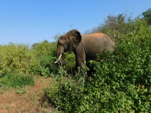 Zurura (c) Sheldrick Wildlife Trust