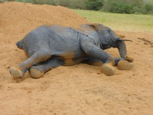Alamaya (c) Sheldrick Wildlife Trust