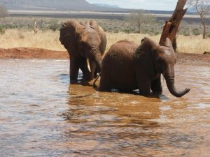 Araba und Pika Pika (c) Sheldrick Wildlife Trust