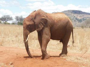 Arruba (c) Sheldrick Wildlife Trust