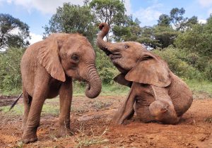Bondeni und Kinyei (c) Sheldrick Wildlife Trust