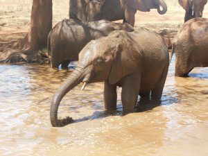 Embu (c) Sheldrick Wildlife Trust