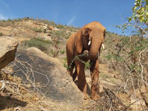 Emoli (c) Sheldrick Wildlife Trust