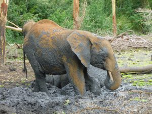 Enkesha (c) Sheldrick Wildlife Trust