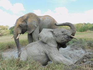 Enkesha (c) Sheldrick Wildlife Trust