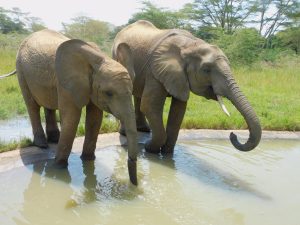 Enkesha und Quanza (c) Sheldrick Wildlife Trust