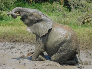 Faraja (c) Sheldrick Wildlife Trust