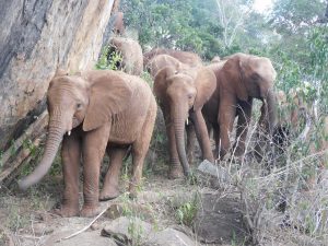 V.l.n.r.: Godoma, Tamiyoi und Mbegu (c) Sheldrick Wildlife Trust