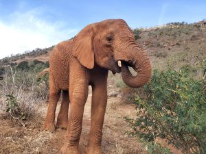 Godoma (c) Sheldrick Wildlife Trust