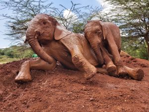 Kiasa und Roho (c) Sheldrick Wildlife Trust