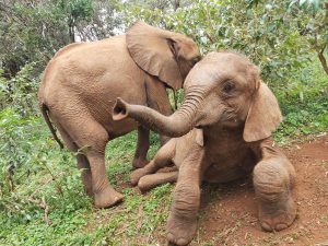 Kindani und Bondeni (c) Sheldrick Wildlife Trust