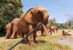 Kinyei (c) Sheldrick Wildlife Trust
