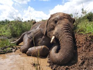 Kiombo (c) Sheldrick Wildlife Trust