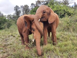 Kiombo und Maisha (c) Sheldrick Wildlife Trust