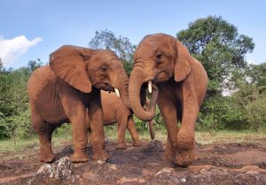 Kiombo und Maktao (c) Sheldrick Wildlife Trust