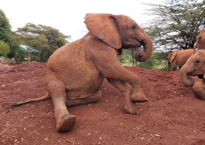 Larro (c) Sheldrick Wildlife Trust