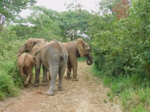 Lima Lima schirmt Luggard ab (c) Sheldrick Wildlife Trust