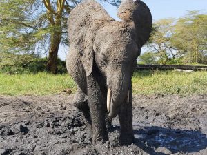 Luggard nach dem Schlammbad (c) Sheldrick Wildlife Trust