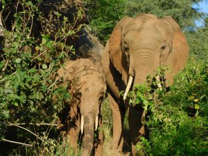Luggard mit Quanza (c) Sheldrick Wildlife Trust