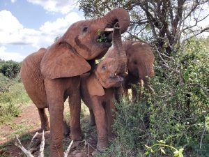 Maisha, Roho und Nabulu (c) Sheldrick Wildlife Trust