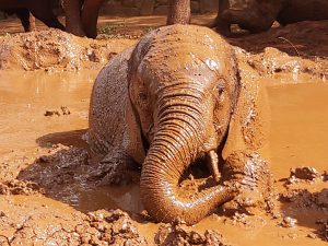 Maktao (c) Sheldrick Wildlife Trust