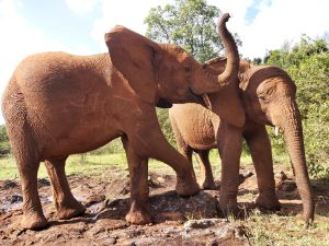 Maktao und Mukkoka (c) Sheldrick Wildlife Trust