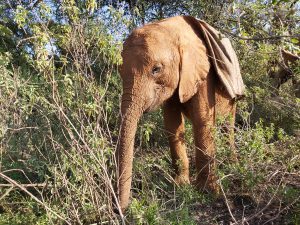 Bondeni (c) Sheldrick Wildlife Trust