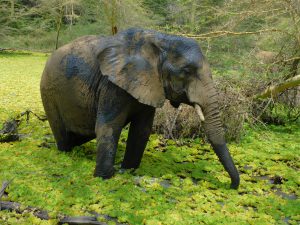 Faraja inmitten eines Seerosenmeers (c) Sheldrick Wildlife Trust