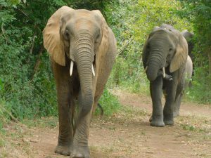 Lima Lima und Sonje führen die Herde zu den Umani-Bergen (c) Sheldrick Wildlife Trust