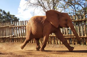 Maisha (c) Sheldrick Wildlife Trust