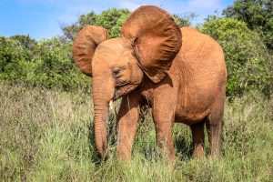 Maisha (c) Sheldrick Wildlife Trust