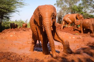Maktao (c) Sheldrick Wildlife Trust