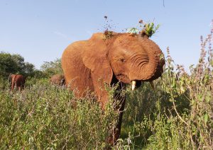 Naboishu (c) Sheldrick Wildlife Trust