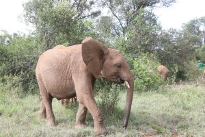 Nabulu (c) Sheldrick Wildlife Trust