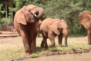Nabulu (links) und Olorien (c) Sheldrick Wildlife Trust