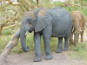 Ngasha (im dunklen Schlamm) und Mwashoti (c) Sheldrick Wildlife Trust