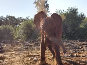 Rama (c) Sheldrick Wildlife Trust