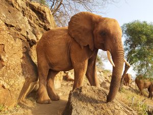 Tundani (c) Sheldrick Wildlife Trust
