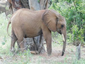 Kauro (c) Sheldrick Wildlife Trust