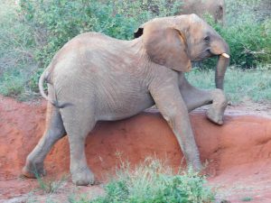 Kuishi beim Schubbern (c) Sheldrick Wildlife Trust