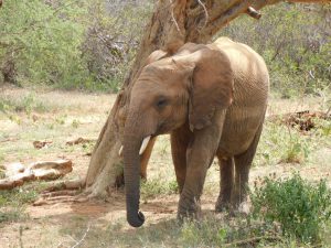 Mapia (c) Sheldrick Wildlife Trust