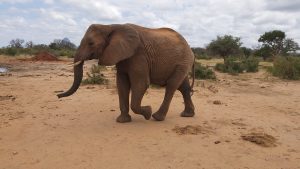 Melia (c) Sheldrick Wildlife Trust