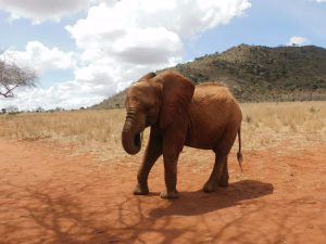Mbegu (c) Sheldrick Wildlife Trust